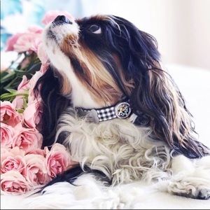 Origami Owl Dog Collar with floating charms